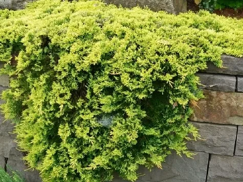 Ienupar - juniperus hor. golden carpet p28 - imagine 1