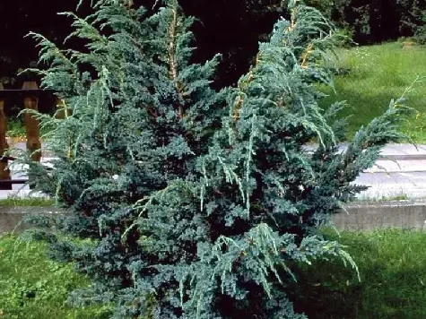 Ienupar - juniperus - squa. meyeri - p21 20-45 cm - imagine 1