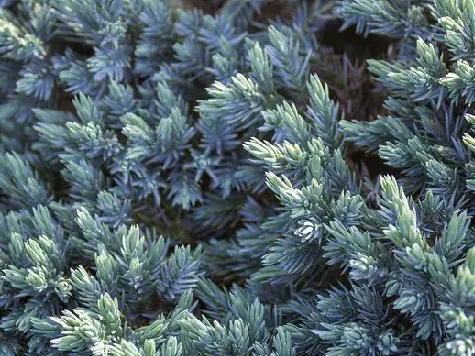 Ienupar - juniperus - squa. tropical blue p28 - imagine 1
