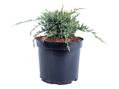 Ienupar - juniperus - squamata holger replantat * - imagine 1