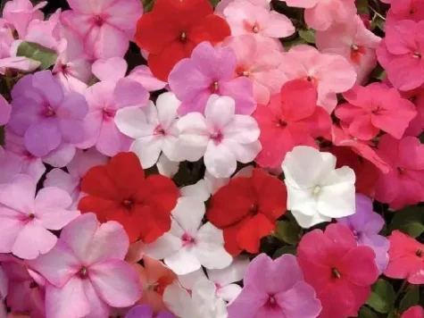 Impatiens p15 gr - imagine 1