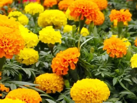 Crăițe - tagete p9 gr + ro - imagine 1