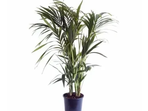 Kentia - palmierul doamnei 35l/150cm - imagine 1