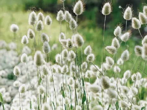 Lagurus ovatus bunny tail am - imagine 1
