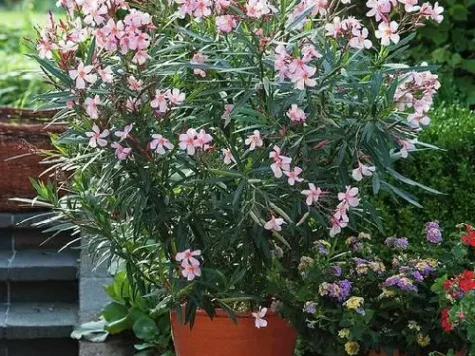 Leandru pitic PINK Nerium oleander P21 25-30 CM - imagine 1