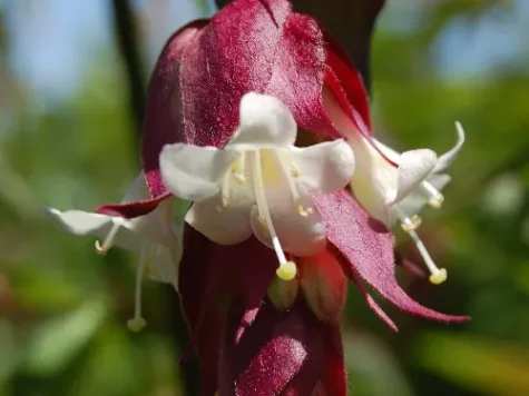 Leycesteria formosa replantat - imagine 1