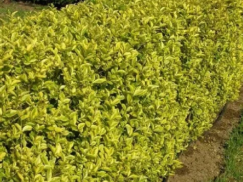 Ligustrum - imagine 1