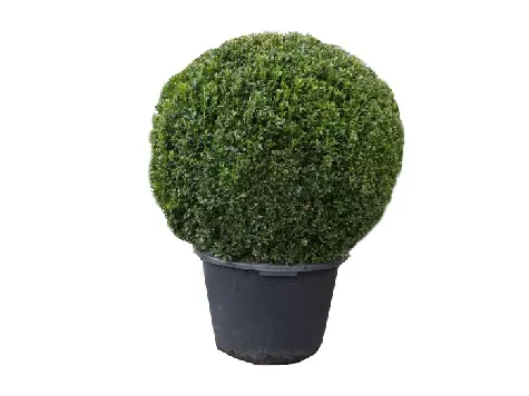 Ligustrum jonandrum - 100 cm ball c110 - imagine 1