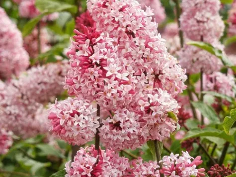 Liliac - syringa miss canada medium - p23 30/+ cm - imagine 1