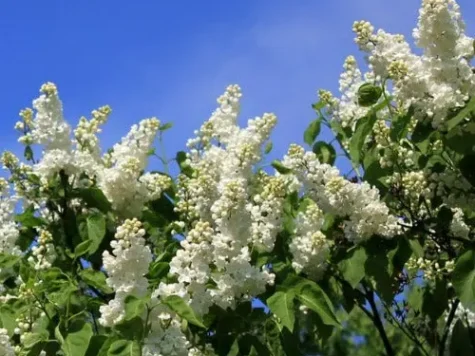 Liliac - syringa souvenir dalice harding p23 30+cm - imagine 1