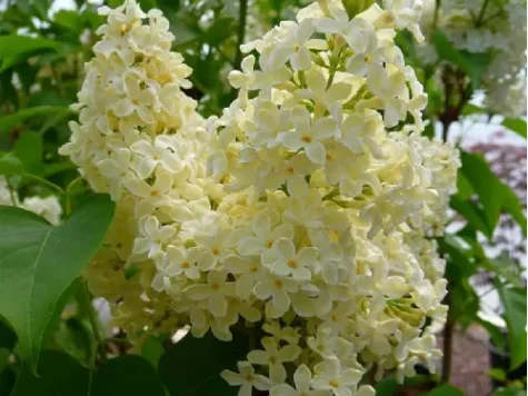 Liliac - syringa vulgaris primrose p23 50-70 cm - imagine 1