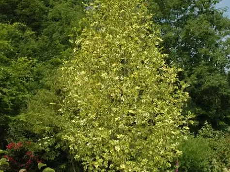 Liriodendron tulipifera - p26 150-175 cm replantat * - imagine 1