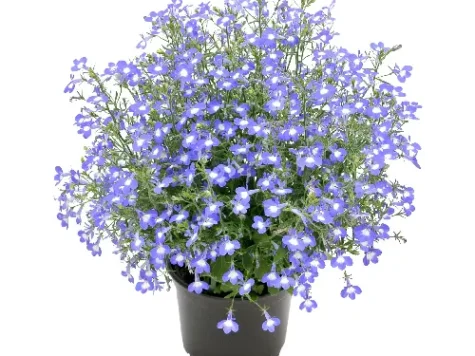 Lobelia p19 gr - imagine 1