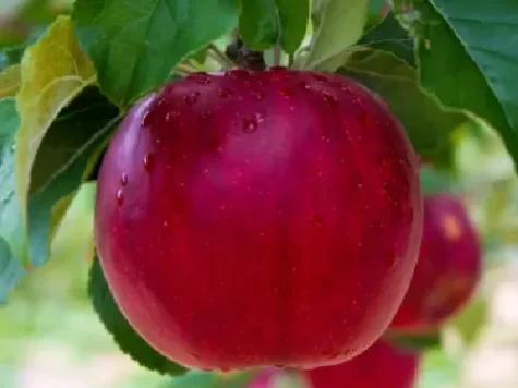 Lubera red love mix 100% fruit - p23 175-200 cm - imagine 1