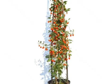 Lycium barbarum - s-pot 70 cm 4 st - imagine 1