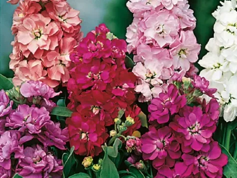 Mixandre mattiola p 10.5 - imagine 1