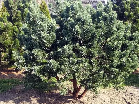 Pinus watereri stemp HU - imagine 1