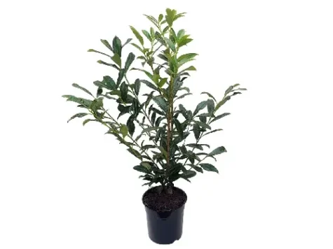 Prunus laurocerasus rotundifolia - silva - imagine 1
