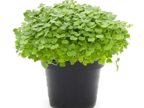 Rucola Coltivata P15 - imagine 1