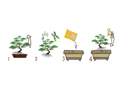 DR. SOIL Substrat pentru Bonsai 1 LT - imagine 3
