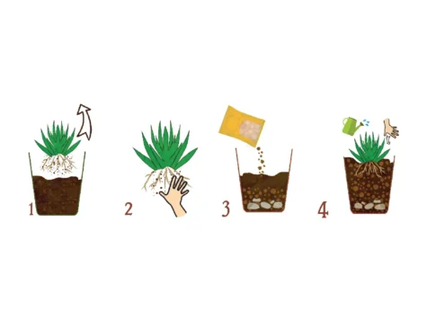 DR. SOIL Substrat pentru cactuși și suculente 1 LT - imagine 3