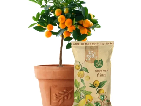 DR. SOIL Substrat pentru citrice 1 LT - imagine 1