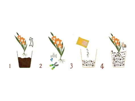 DR. SOIL Substrat pentru Cymbidium și Orhidee 1 LT - imagine 3