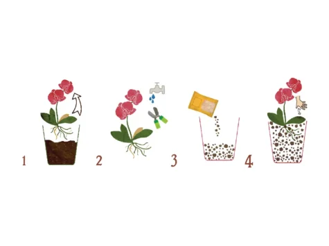 DR. SOIL Substrat pentru orhidee Phalaenopsis 1 LT - imagine 3