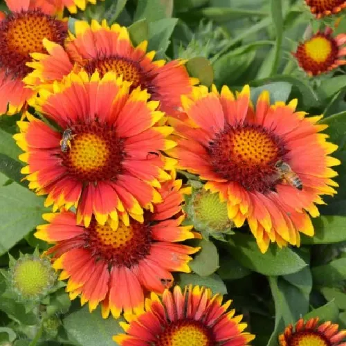 gaillardia-p17