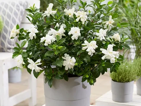 Gardenia p21 - imagine 1