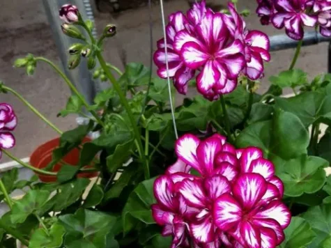 Geranium p15 - imagine 1