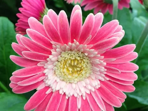 Gerbera p19 gr - imagine 1