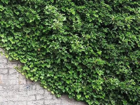 Iedera - hedera helix - imagine 1