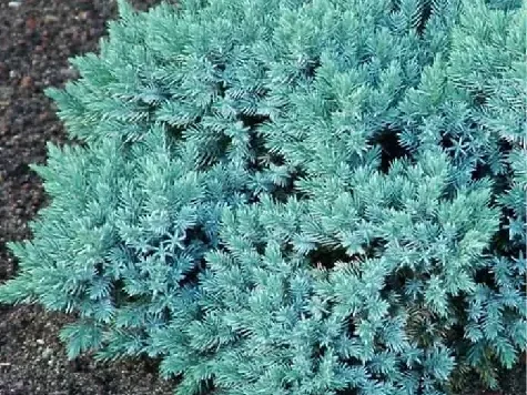 Ienupar - juniperus - squa. blue star - p13 20-30 cm - imagine 1