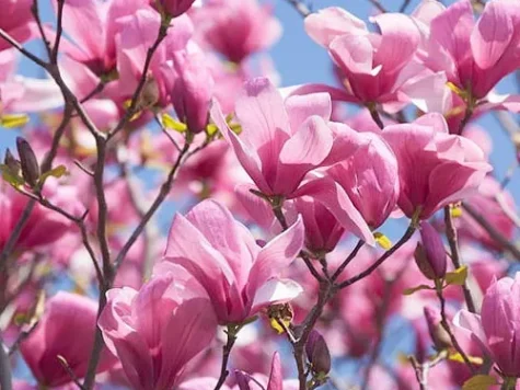 Magnolia galaxy - 20l 60-80 cm - imagine 1