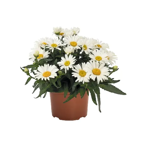 margarete