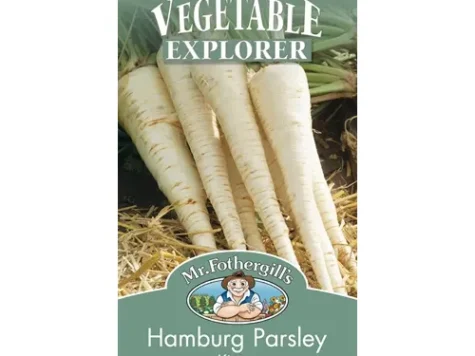 Hamburg parsley - kinga - imagine 1