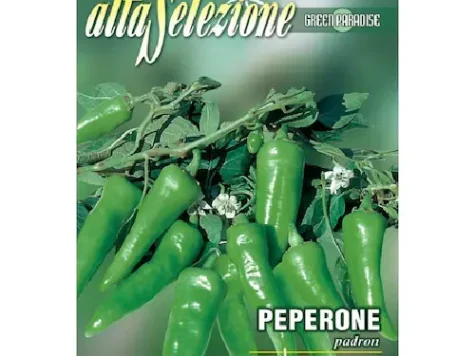 AS - Semințe de ardei semi-iute Padron plic 0.75gr - imagine 1