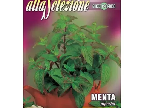 AS - Semințe de menta plic 0.4gr - imagine 1