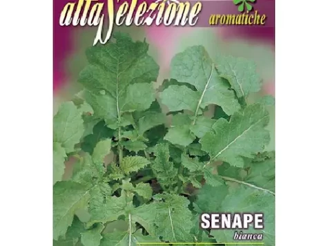 AS - Semințe de muștar alb - imagine 1