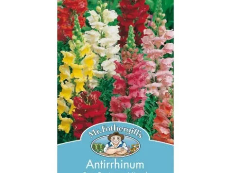 Antirrhinum mixed rust resistant - imagine 1