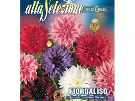 As - Albăstrea flori duble multicolor - imagine 1