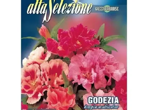 As - Azaleea de gradina dubla multicolor - imagine 1
