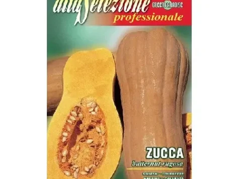 As - Dovleac butternut rugosa - imagine 1