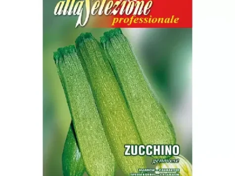 As - Dovlecel genovese - imagine 1