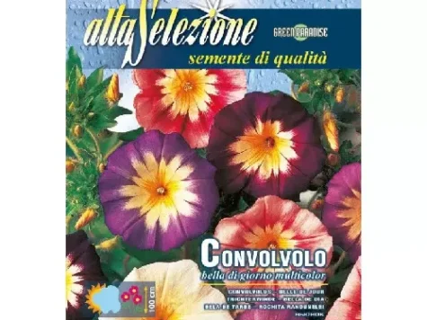 As - Frumoasa dimineții multicolor - imagine 1