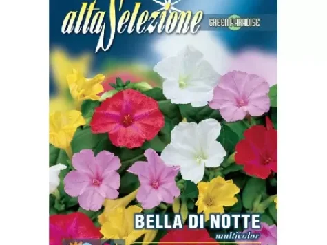 As - Frumoasa nopții multicolor bella di note - imagine 1