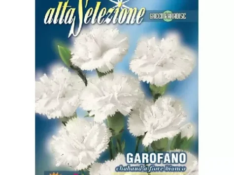 As - Garoafa flori albe - imagine 1