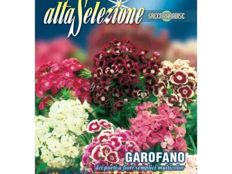As Garoafe multicolore Chaband - imagine 1