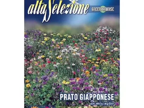As - Gazon japonez multicolor - imagine 1